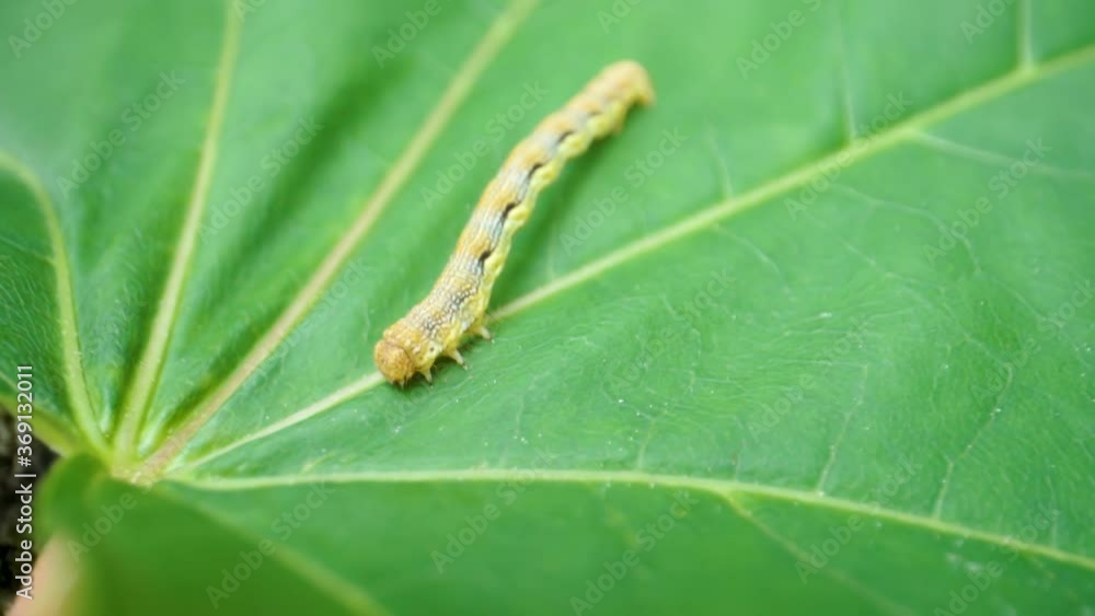 A caterpillar crawling on the green leaf A caterpillar crawling on the green leaf