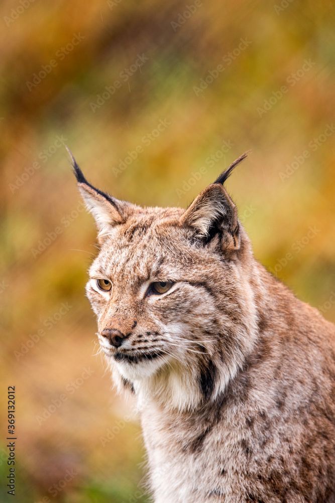 Norwegian lynx hunting in the forest Norwegian lynx hunting in the forest