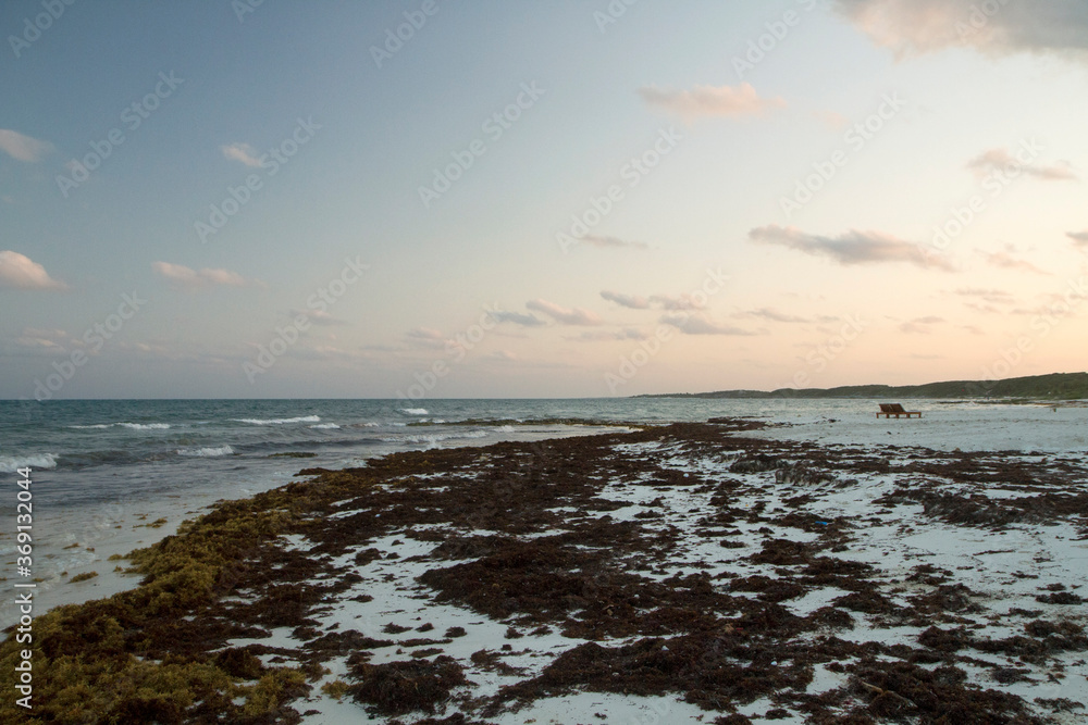 Summer. Caribbean tropical seascape. Magical view of the white sand shore, sargassum seaweed and sea at sunset. Beautiful dusk colors in the sky, clouds and ocean waves.