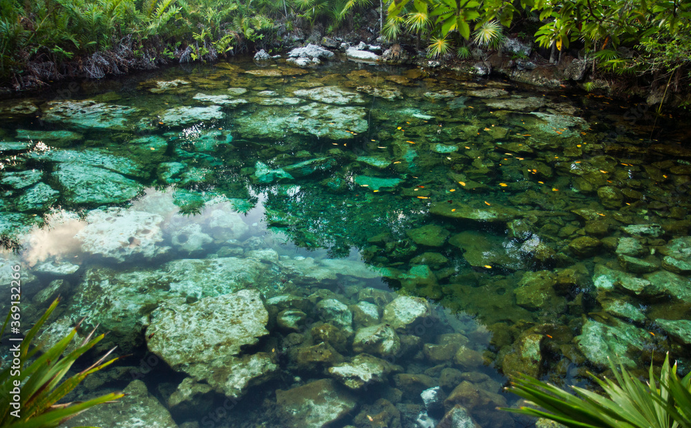 Tropical paradise. Natural texture. Emerald color water cenote in the jungle. Natural lagoon with transparent water and rocks in the bed, surrounded by the rainforest trees foliage.