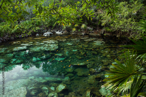 Tropical paradise. Natural texture. Emerald color water cenote in the jungle. Natural lagoon with transparent water and rocks in the bed  surrounded by the green rainforest s trees foliage.