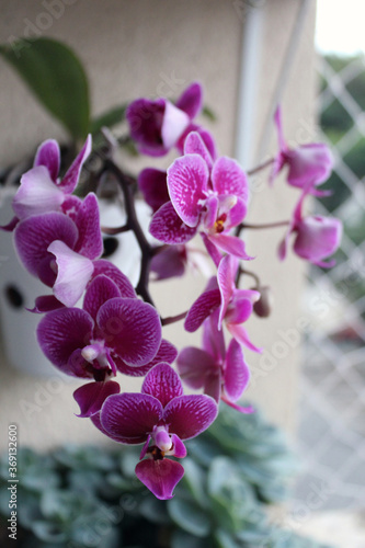 Beautiful Pink Orchid