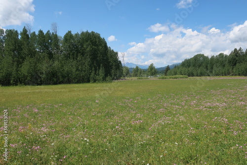 Meadow surrounded by trees