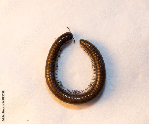 Black millipede. Julida is an ordermillipedes. photo