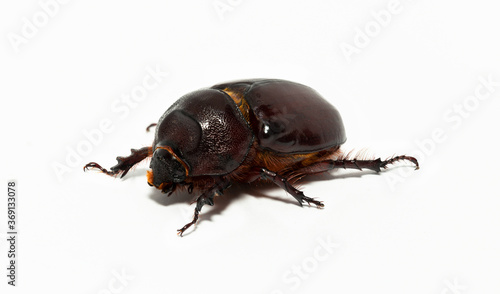 European rhinoceros beetle (Oryctes nasicornis) is a large flying beetle belonging to the subfamily Dynastinae.