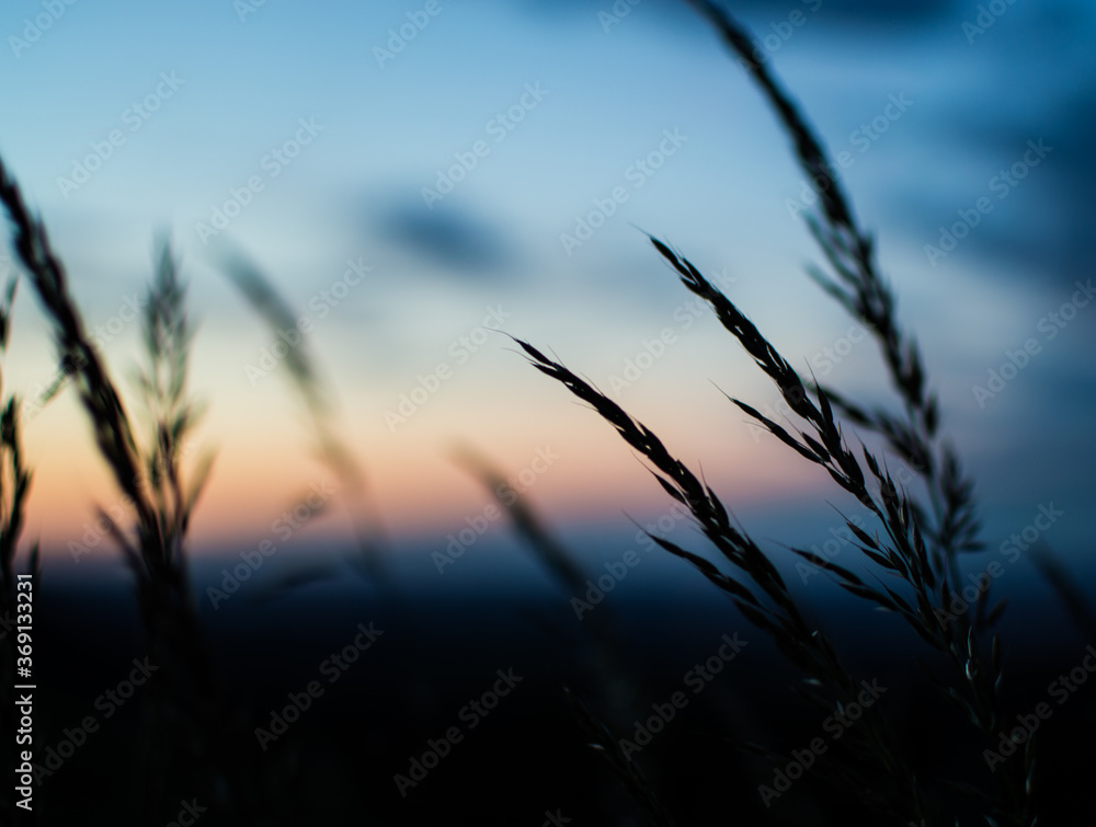 wheat field at sunset wheat field at sunset