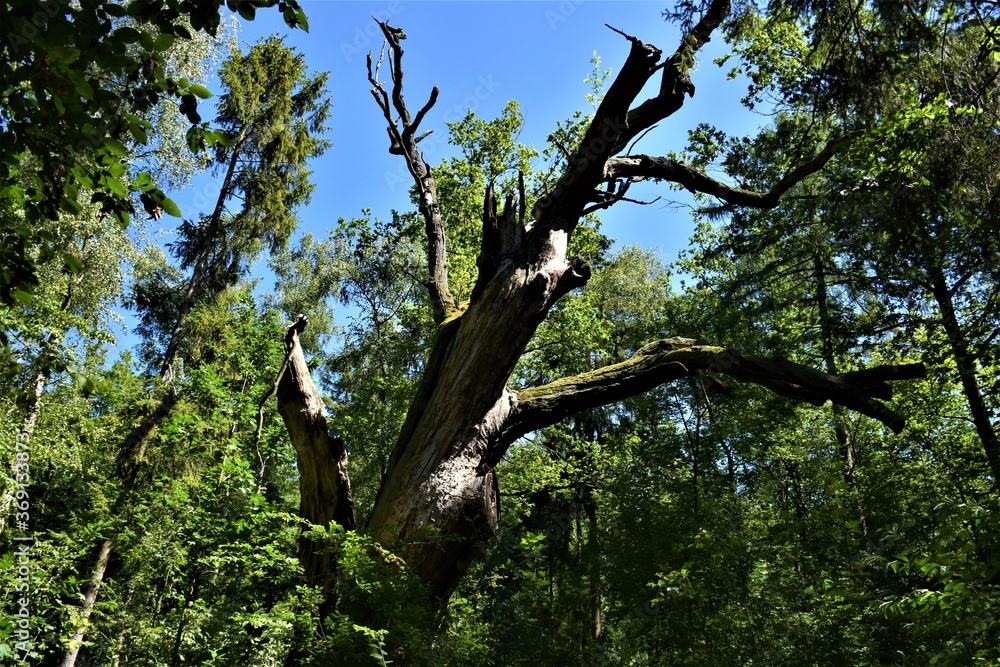Fototapeta premium Stary suchy dąb