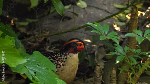 This video shows a Blyth's Tragopan (Tragopan blythii) Pheasant bird looking around and exploring the forest floor. photo