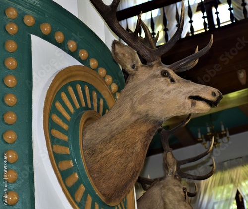 Fototapeta Naklejka Na Ścianę i Meble -  Poroże jelenia 