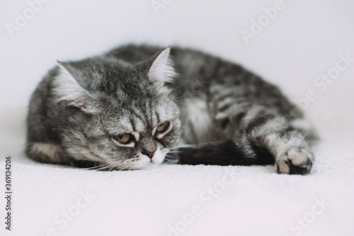 Scottish Straight. Adorable grey cat on white background. © Ekaterina