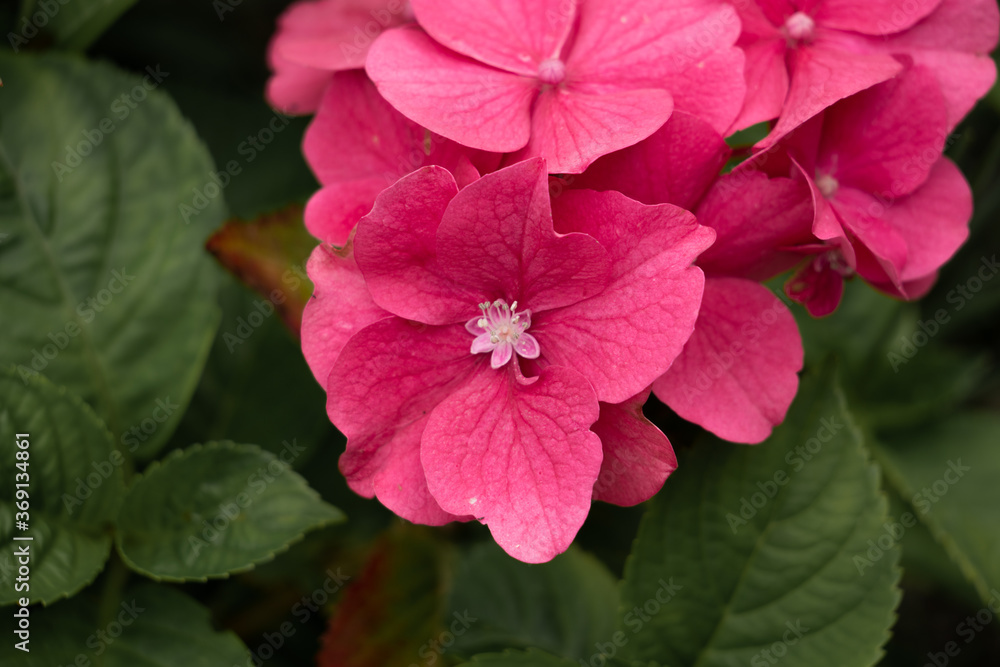 Fototapeta premium Pink hydrangea close up. 