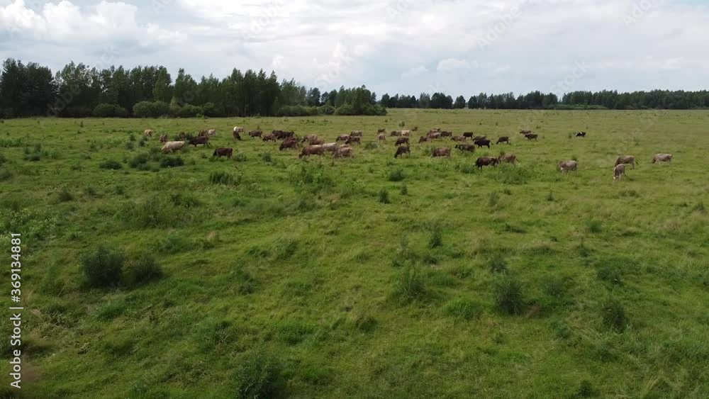 Herd of cows grazing in the field Herd of cows grazing in the field
