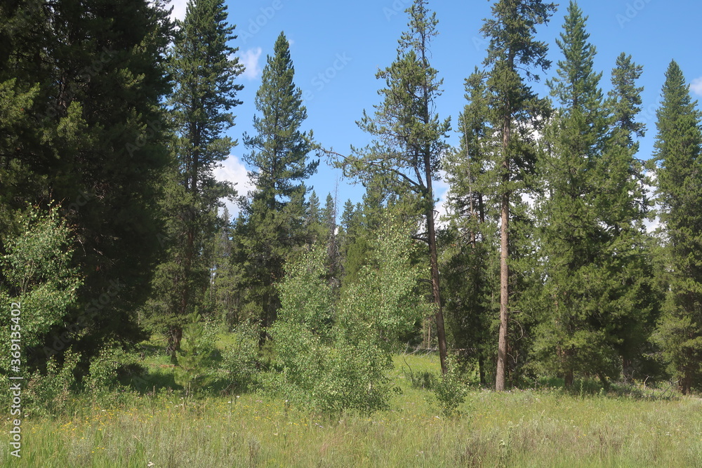 Thick woods and trees Thick woods and trees
