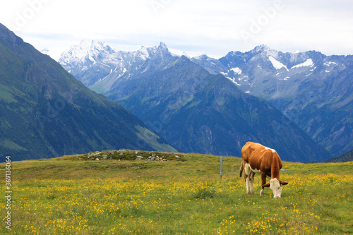 Brown cow with white spots grazing in an alpine green meadow surrounded by Alps Mountains snow peaks © Maria
