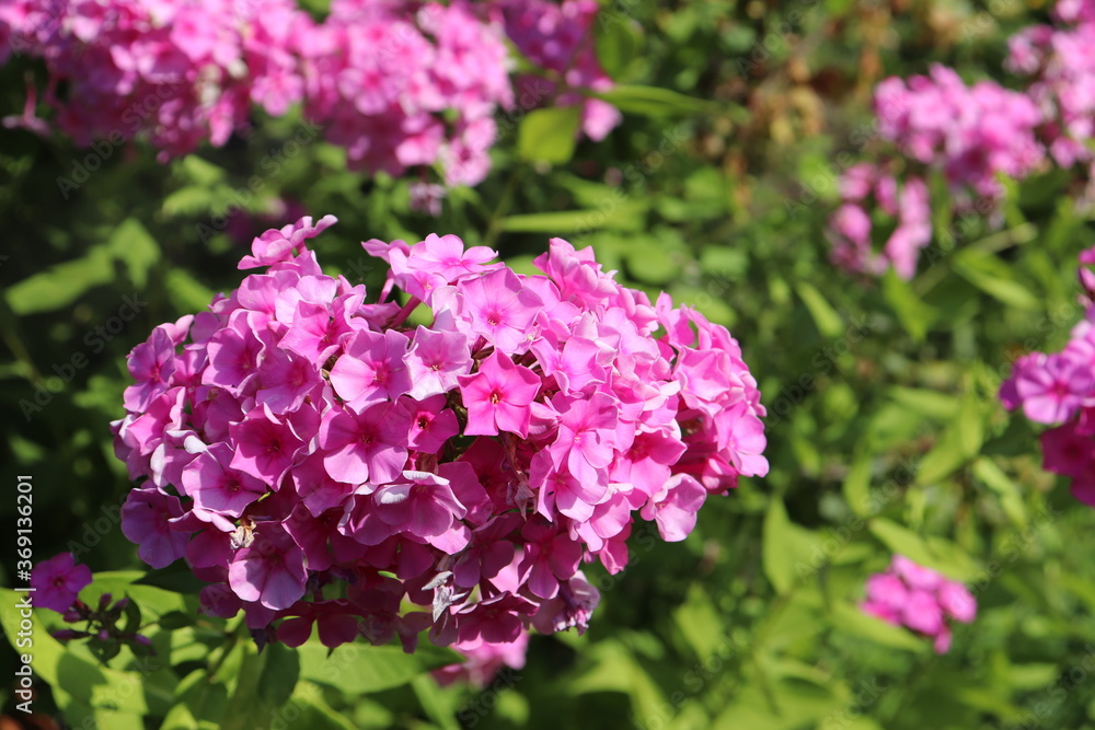Summer flowers of pink shade close-up grow in the garden. Summer flowers of pink shade close-up grow in the garden.