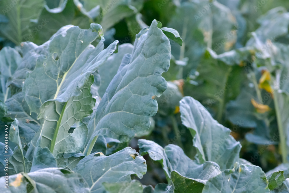 green cabbage in the snow green cabbage in the snow