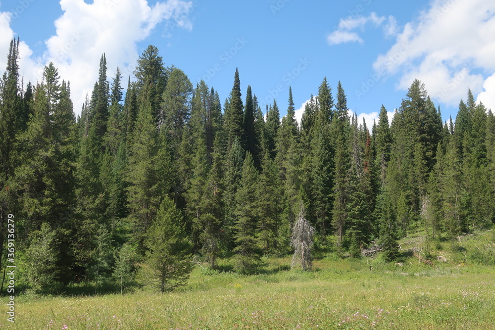 Thick woods and trees