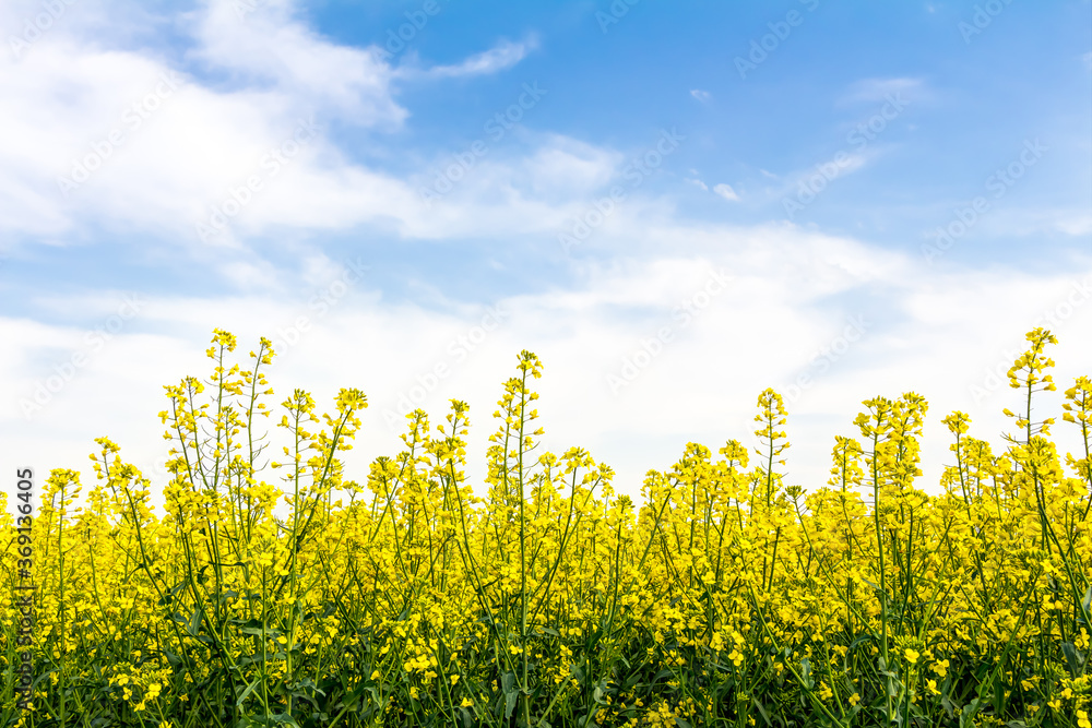 Obraz premium Blühendes Rapsfeld im Frühling