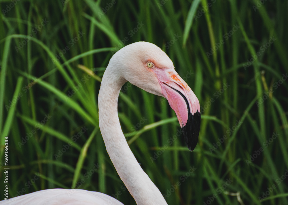 Fototapeta premium Flamingo 