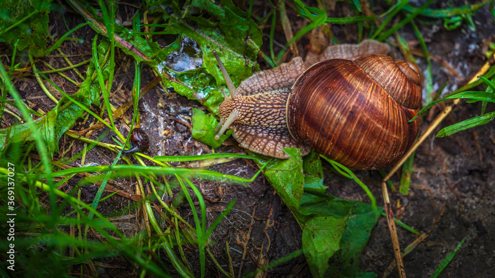 Snails on the grass. Travel destination Russia Snails on the grass. Travel destination Russia