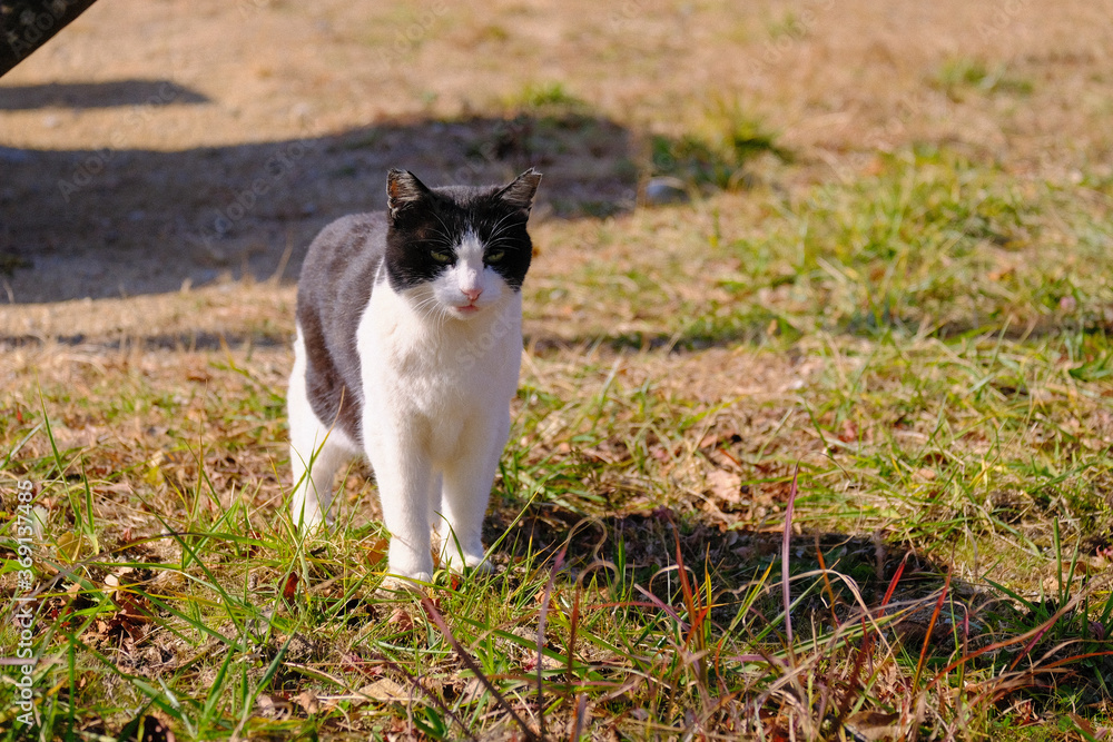 猫と草