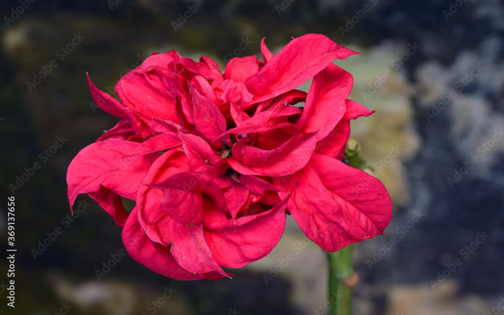 red poppy flower