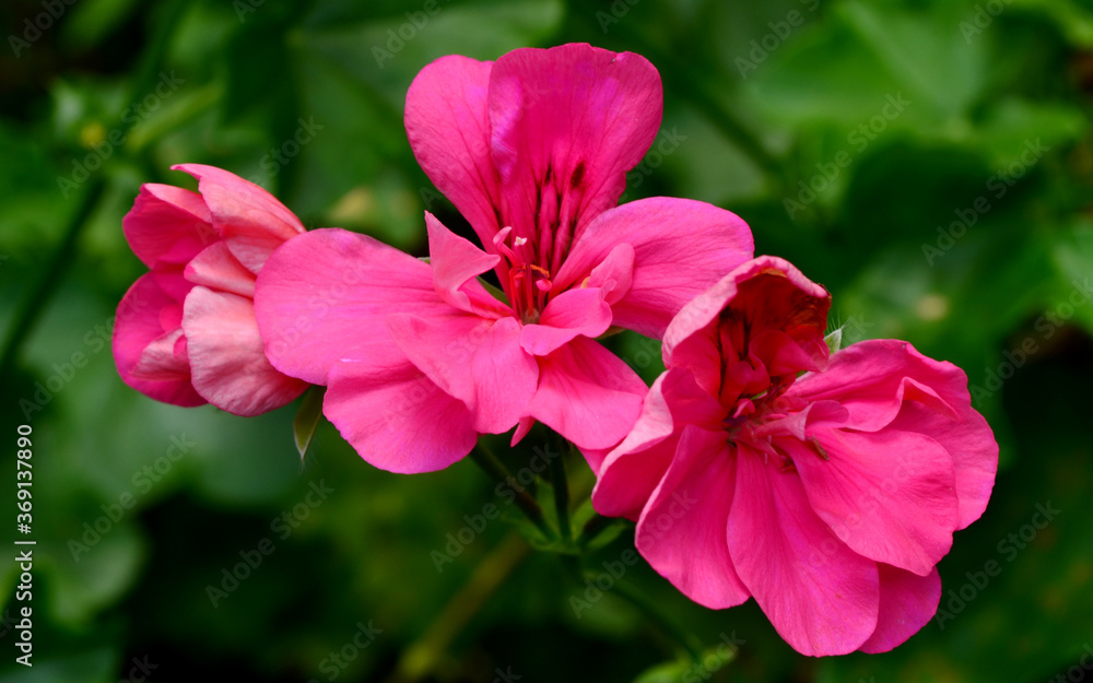 pink and white flowers pink and white flowers