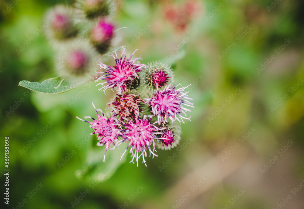Thistle purple flower close up Thistle purple flower close up