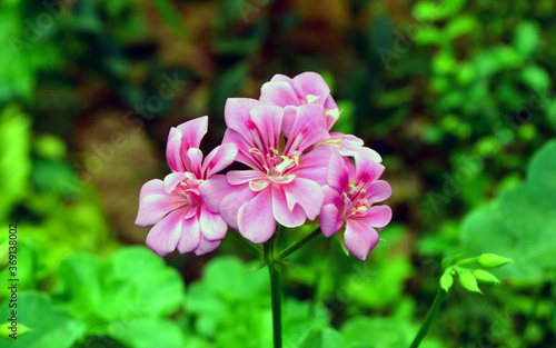 pink flowers in the garden