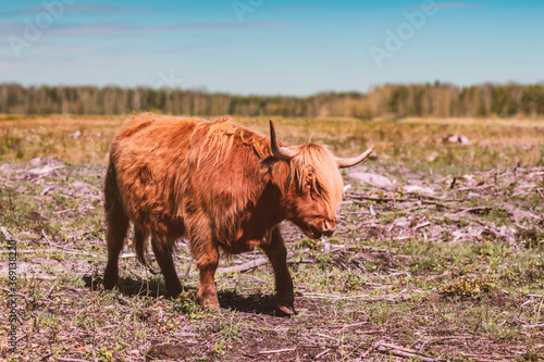 Fotografie A beautiful summer portrait of a cute brown long hair Scottish highland cattle c