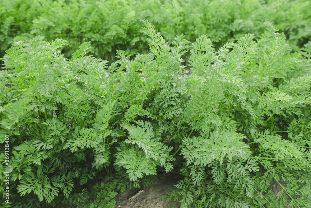 carrot field close up- green carrot leaves carrot field close up- green carrot leaves