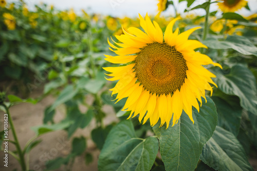 sunflower field close up 