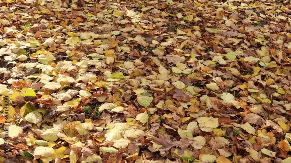 Fallen yellow leaves on the ground in the wind. Autumn background. Fallen yellow leaves on the ground in the wind. Autumn background.