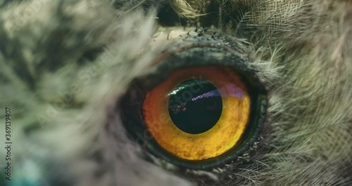 Close-up of the eye of a large owl.