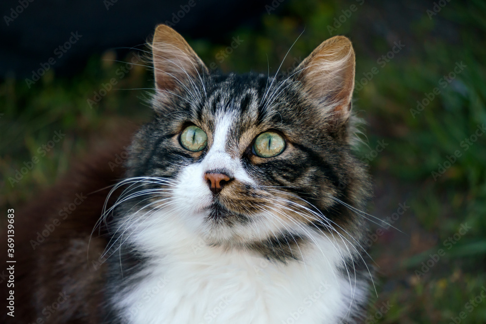 A beautiful fluffy cat with greenish eyes.