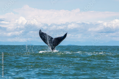 giant humpback whale tail out of the water