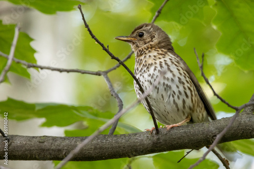 the young singer thrush