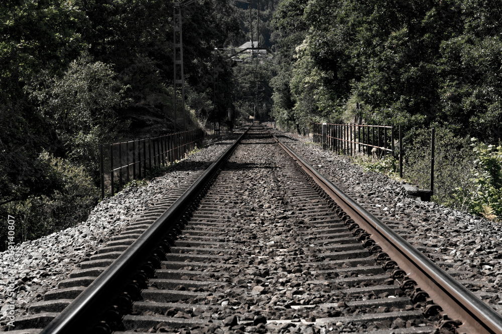 Obraz premium black and white view of very old train track getting lost in the thicket of a forest
