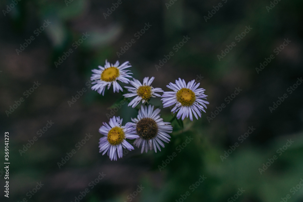 Obraz premium chamomile flower