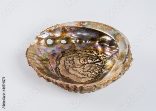 Beautiful sea shell on a white background.