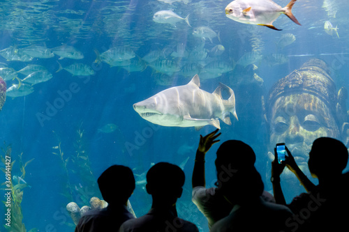 Shark in aquarium. Bangkok, Thailand. photo