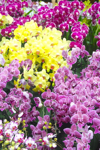 Beautiful and colorful orchids in a botanical garden  pink  purple  violet  white and yellow  in the tropical Garden of the bay  Singapore.