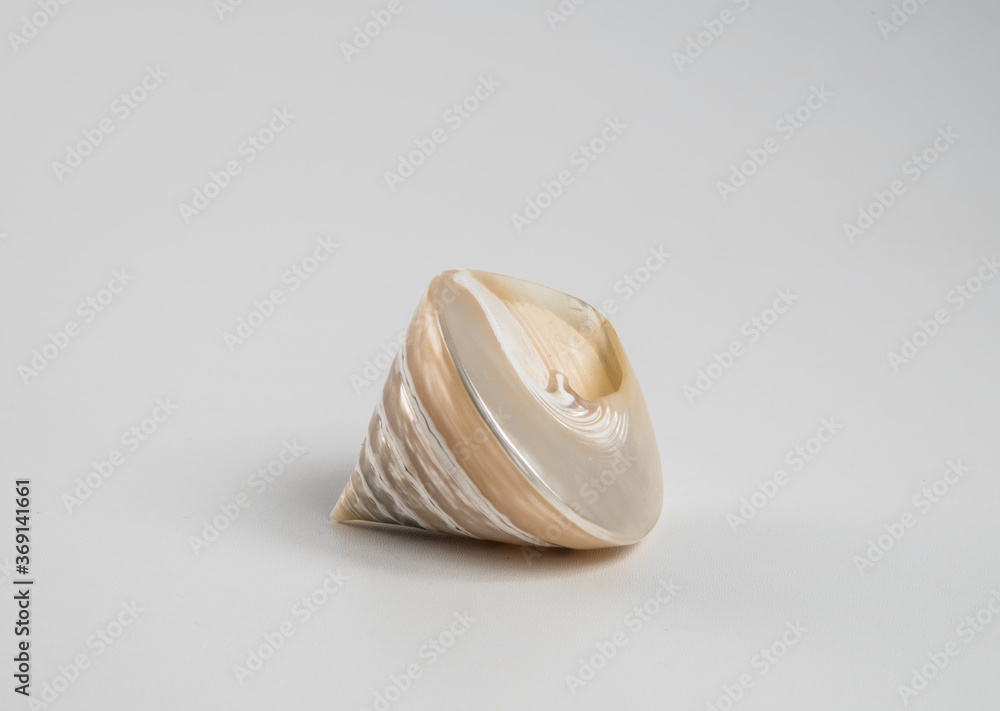 Beautiful sea shell on a white background.