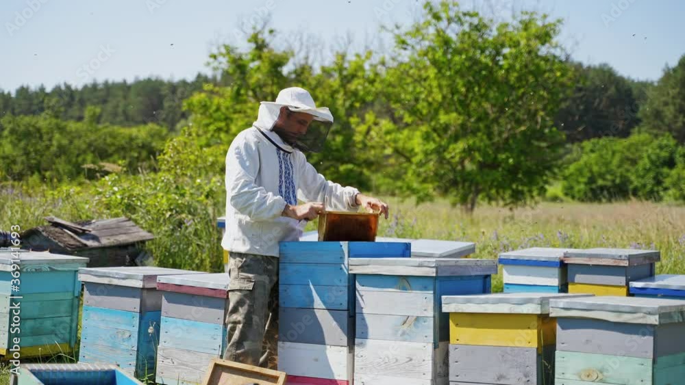 Farmer inspecting bees on the apiary. Wooden beehives among nature. Beekeeper in protective hat examining frame with bees. Apiary concept. Farmer inspecting bees on the apiary. Wooden beehives among nature. Beekeeper in protective hat examining frame with bees. Apiary concept.