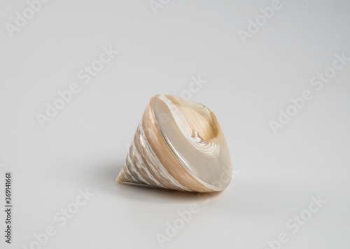 Beautiful sea shell on a white background.