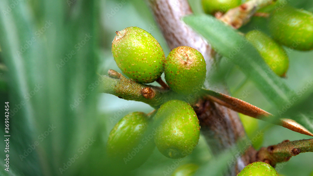 Berries of maturing useful Hippophae. Edible useful berry tree.