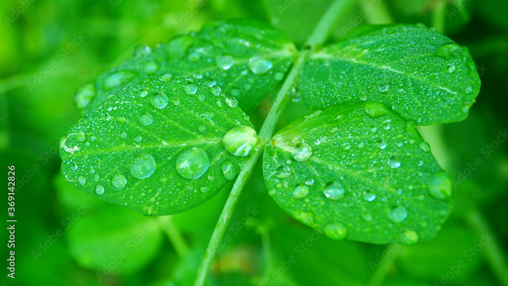 Clear dew on a green leaf. Leaves with raindrops macro. Clear dew on a green leaf. Leaves with raindrops macro.