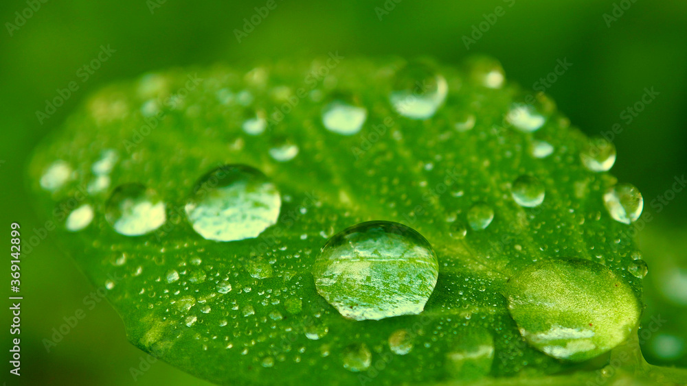 Drops dew water on a green leaf. Leaves with a drop of rain macro. Drops dew water on a green leaf. Leaves with a drop of rain macro.