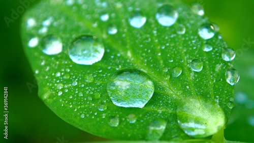 Clear drops of dew on a green leaf. Leaves with raindrops macro.