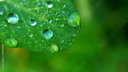 Drops of dew on green leaf. Leaves with a drop of rain macro.